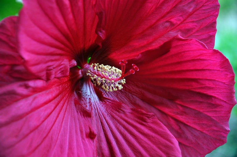 Hibiscus flower