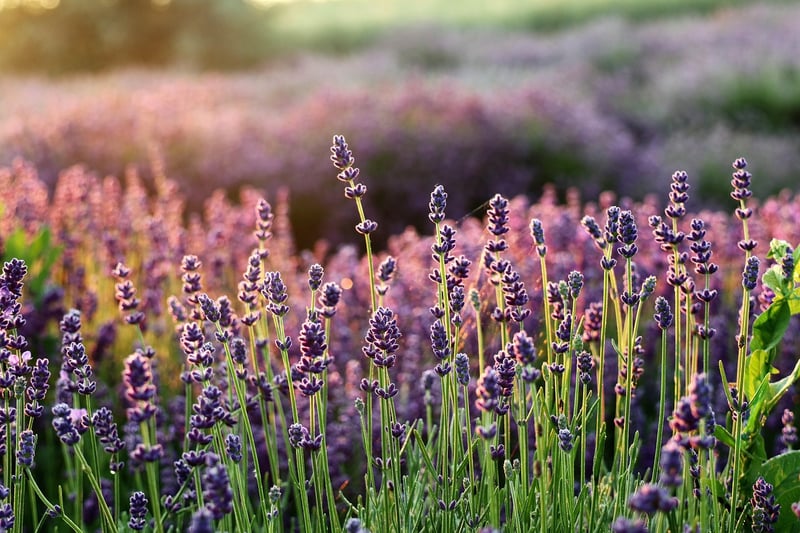 Lavender flowers