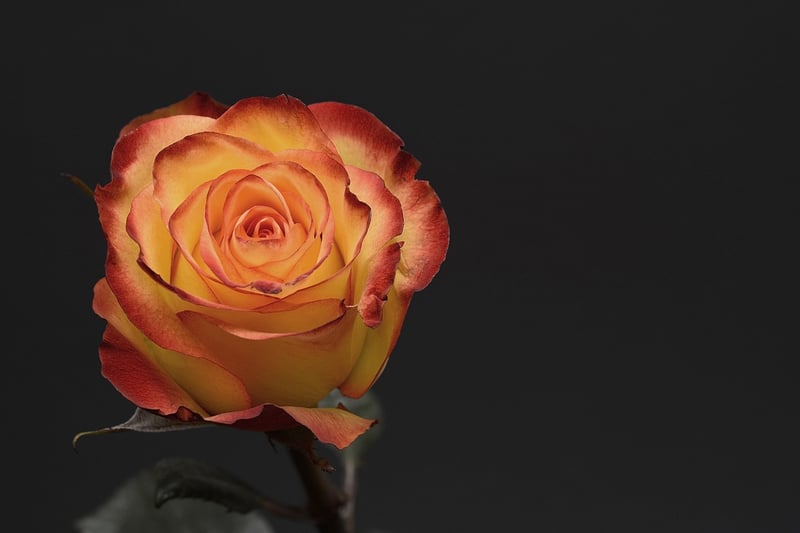 Rose flower